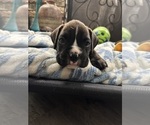 Small Photo #37 Boxer Puppy For Sale in RALEIGH, NC, USA