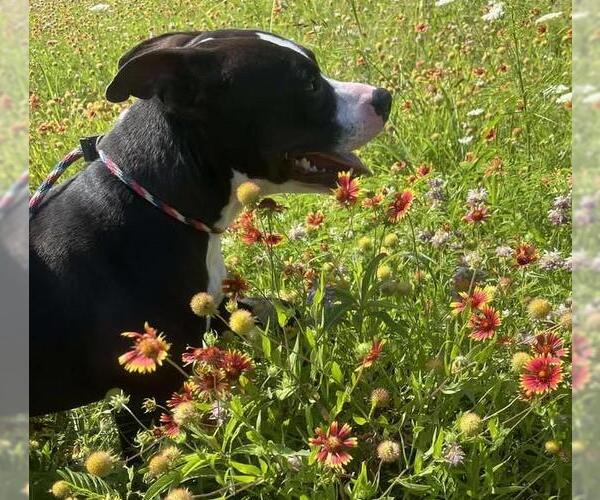 Medium Photo #8 American Pit Bull Terrier-Labrador Retriever Mix Puppy For Sale in Rockwall, TX, USA