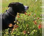 Small #7 American Pit Bull Terrier-Labrador Retriever Mix