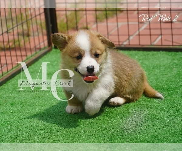 Medium Photo #12 Pembroke Welsh Corgi Puppy For Sale in CRESTVIEW, FL, USA