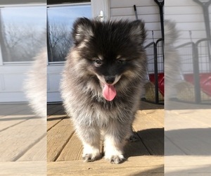 Pomsky Puppy for sale in SAVOY, MA, USA