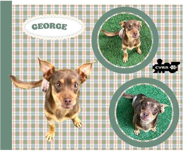 Medium Photo #1 Dachshund-Unknown Mix Puppy For Sale in Lindsay, CA, USA