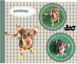Dachshund-Unknown Mix Dogs for adoption in Lindsay, CA, USA