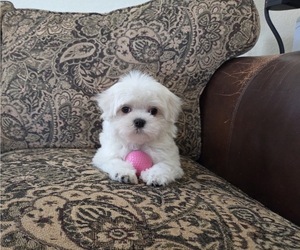 Maltese Puppy for sale in SANTA CLARITA, CA, USA