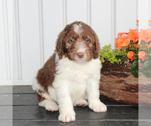 Newfypoo Puppy for sale in NEW PROVIDENCE, PA, USA