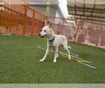 Small Siberian Husky Mix