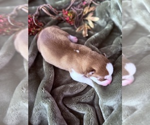 Medium Siberian Husky