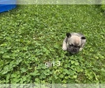 Small #5 French Bulldog
