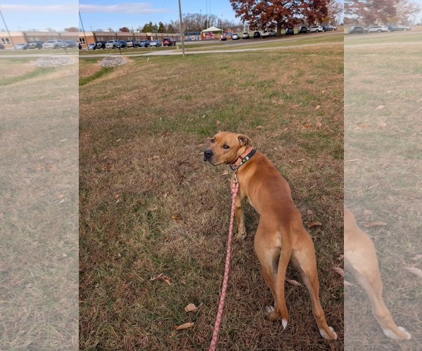 Medium Photo #3 Mutt Puppy For Sale in Rustburg, VA, USA