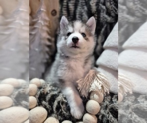 Siberian Husky Puppy for sale in LAWRENCEVILLE, IL, USA