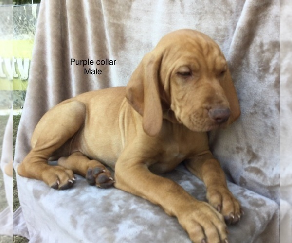 Medium Photo #3 Vizsla Puppy For Sale in WARREN, OR, USA