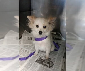 Pomeranian Dogs for adoption in San Bernardino, CA, USA