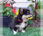 Small Photo #12 Pembroke Welsh Corgi Puppy For Sale in PARADISE, PA, USA