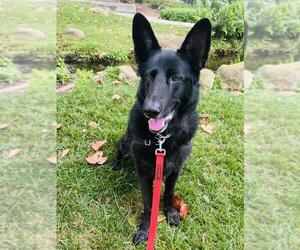 German Shepherd Dog Dogs for adoption in Santa Barbara, CA, USA