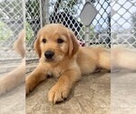 Puppy Buddy Golden Retriever