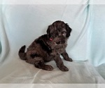 Small #2 Goldendoodle