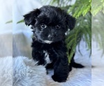 Small #5 Morkie