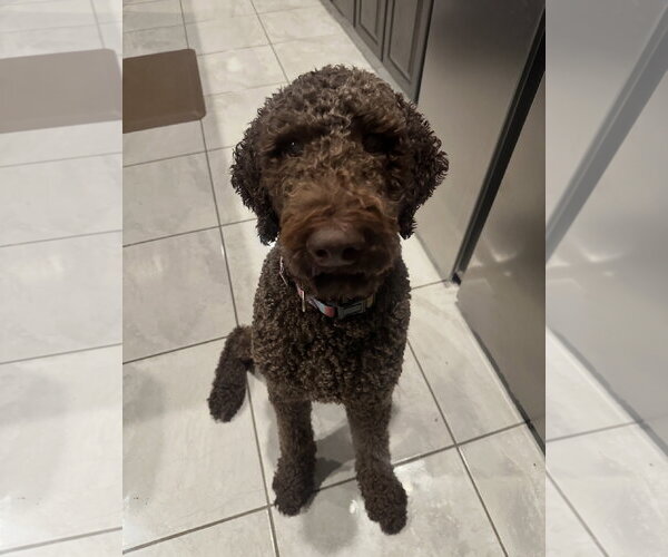 Medium Photo #3 Chocolate Labrador retriever-Poodle (Standard) Mix Puppy For Sale in Euless, TX, USA