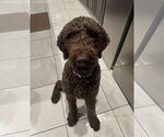 Small #2 Chocolate Labrador retriever-Poodle (Standard) Mix