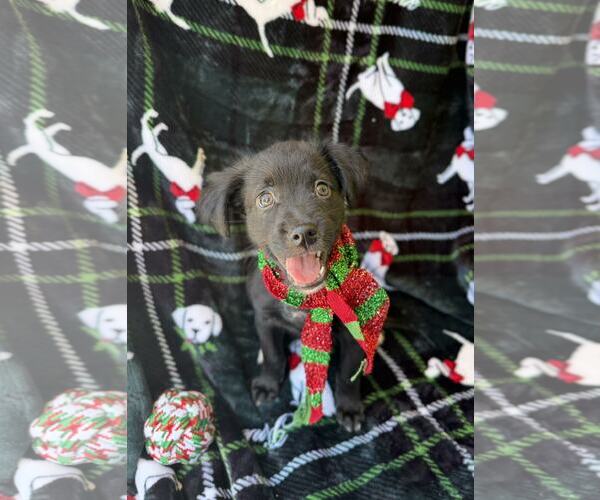 Medium Photo #2 Colonial Cocker Spaniel Puppy For Sale in NYC, NY, USA