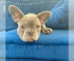 Small #13 French Bulldog