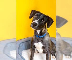 Siberian Husky-Unknown Mix Dogs for adoption in Houston, TX, USA