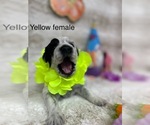 Small #3 Portuguese Water Dog
