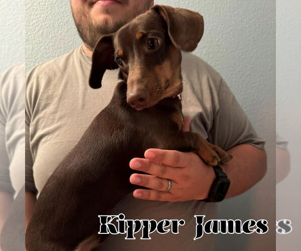 Medium Photo #4 Dachshund Puppy For Sale in San Antonio, TX, USA