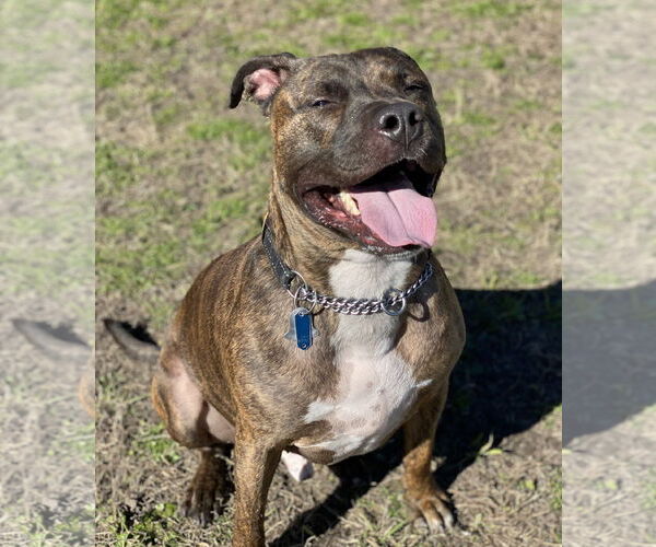 Medium Photo #5 Mutt Puppy For Sale in Virginia Beach, VA, USA