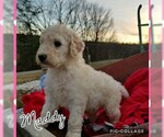 Small Photo #5 Goldendoodle Puppy For Sale in MOUNT VERNON, KY, USA