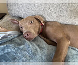 Howdy - Male Mutt Dog for Adoption - Photo #11