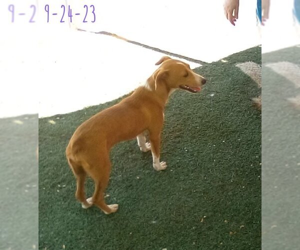 Medium Photo #11 Chihuahua-Spaniel Mix Puppy For Sale in Apple Valley, CA, USA