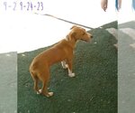 Small #10 Chihuahua-Spaniel Mix