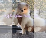 Small #1 Pomeranian