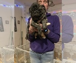 Small Photo #6 Pug Puppy For Sale in MENASHA, WI, USA