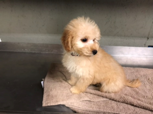 Goldendoodle-Poodle (Miniature) Mix Puppy for sale in IVANHOE, TX, USA