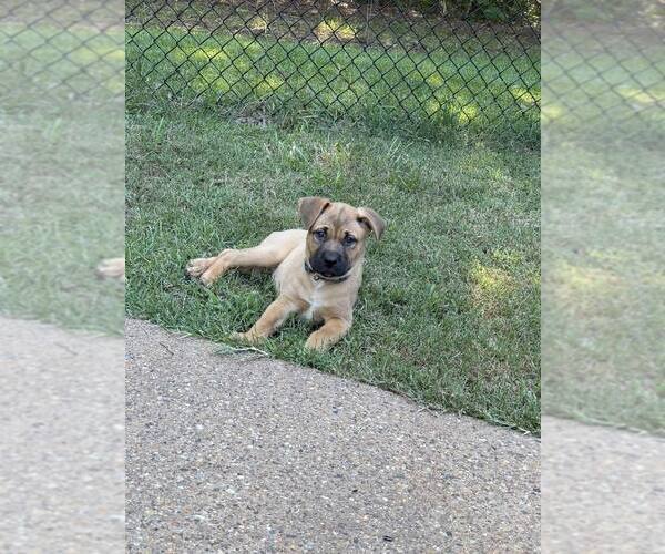 Medium Photo #2 French Mastiff-Unknown Mix Puppy For Sale in FRAMINGHAM, MA, USA