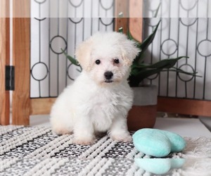 Bichon Frise Puppy for sale in NAPLES, FL, USA