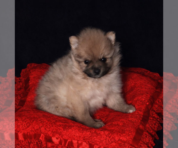 Medium Photo #1 Pomeranian Puppy For Sale in SPOTSYLVANIA, VA, USA