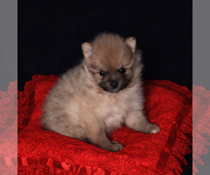 Pomeranian Puppy for sale in SPOTSYLVANIA, VA, USA