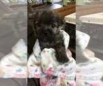 Small Photo #3 Cairn Terrier Puppy For Sale in MANSFIELD, MO, USA