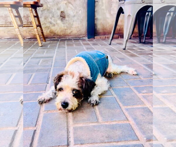 Medium Photo #1 Maltese-Unknown Mix Puppy For Sale in Escondido, CA, USA