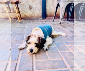 Maltese-Unknown Mix Dogs for adoption in Escondido, CA, USA