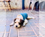 Sampson - Male Maltese-Unknown Mix Dog for Adoption - Small photo