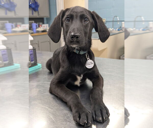 Medium Photo #5 Colonial Cocker Spaniel-Unknown Mix Puppy For Sale in Boston, MA, USA