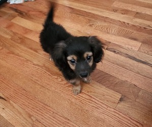 Dachshund Puppy for sale in DETROIT, MI, USA