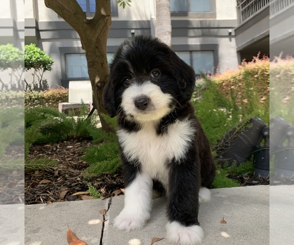 Medium Photo #10 Bernedoodle Puppy For Sale in HOUSTON, TX, USA