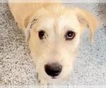 Small #1 Labrador Retriever Mix