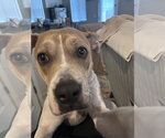 Small Photo #8 Boxer-Staffordshire Bull Terrier Mix Puppy For Sale in Chandler, AZ, USA