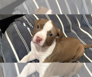 American Pit Bull Terrier-Unknown Mix Dogs for adoption in Wenonah, NJ, USA